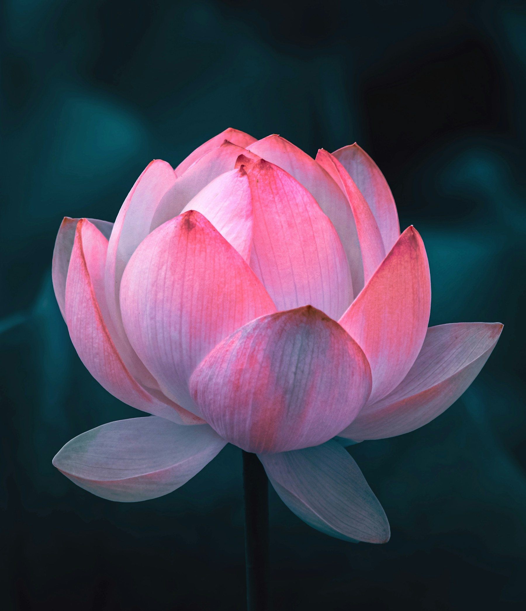 Glowing pink lotus flower