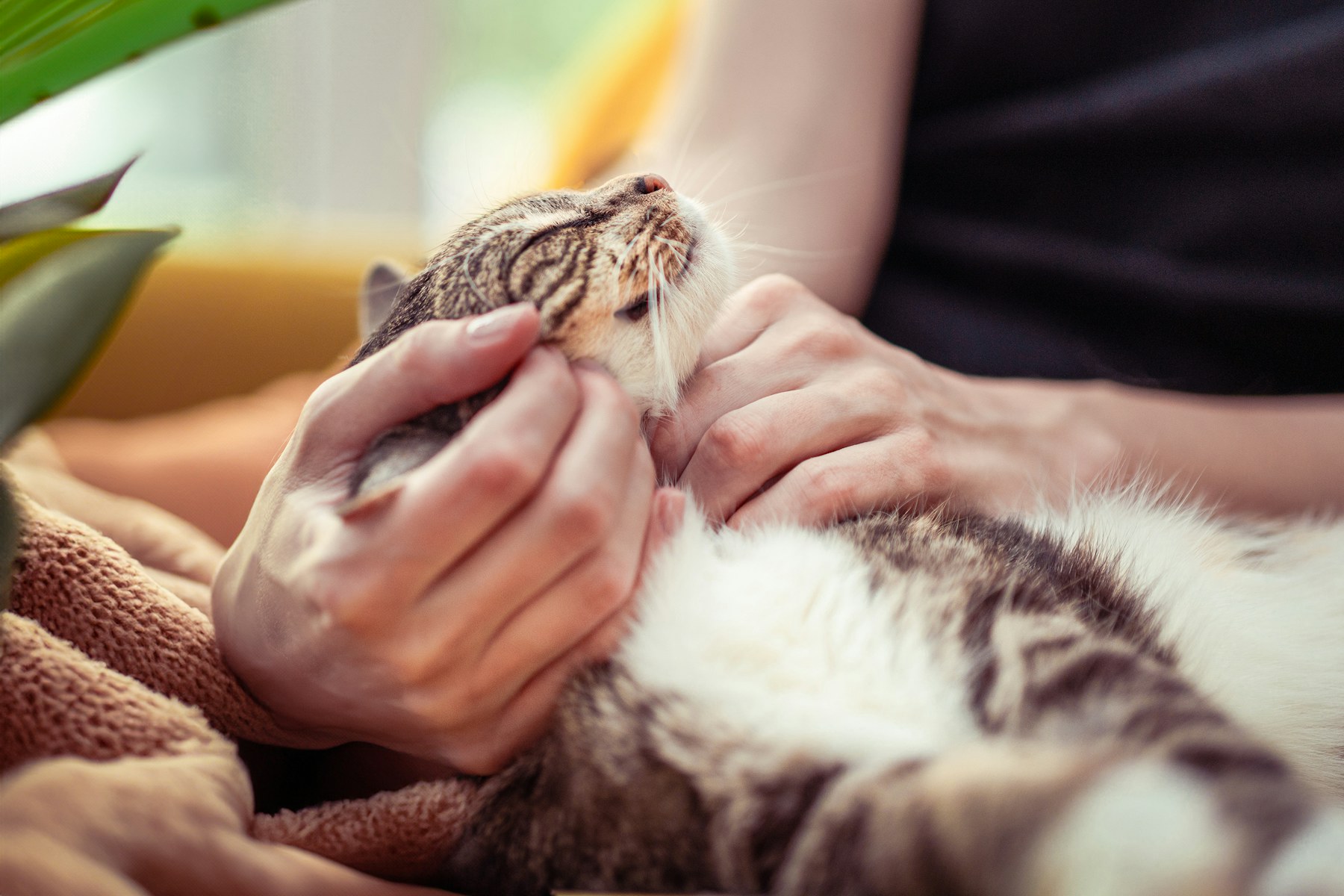 Gentle hands holding a calm cat during an energy healing session